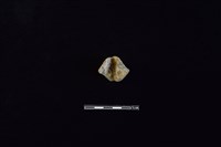 陶紡輪藏品圖，第2張